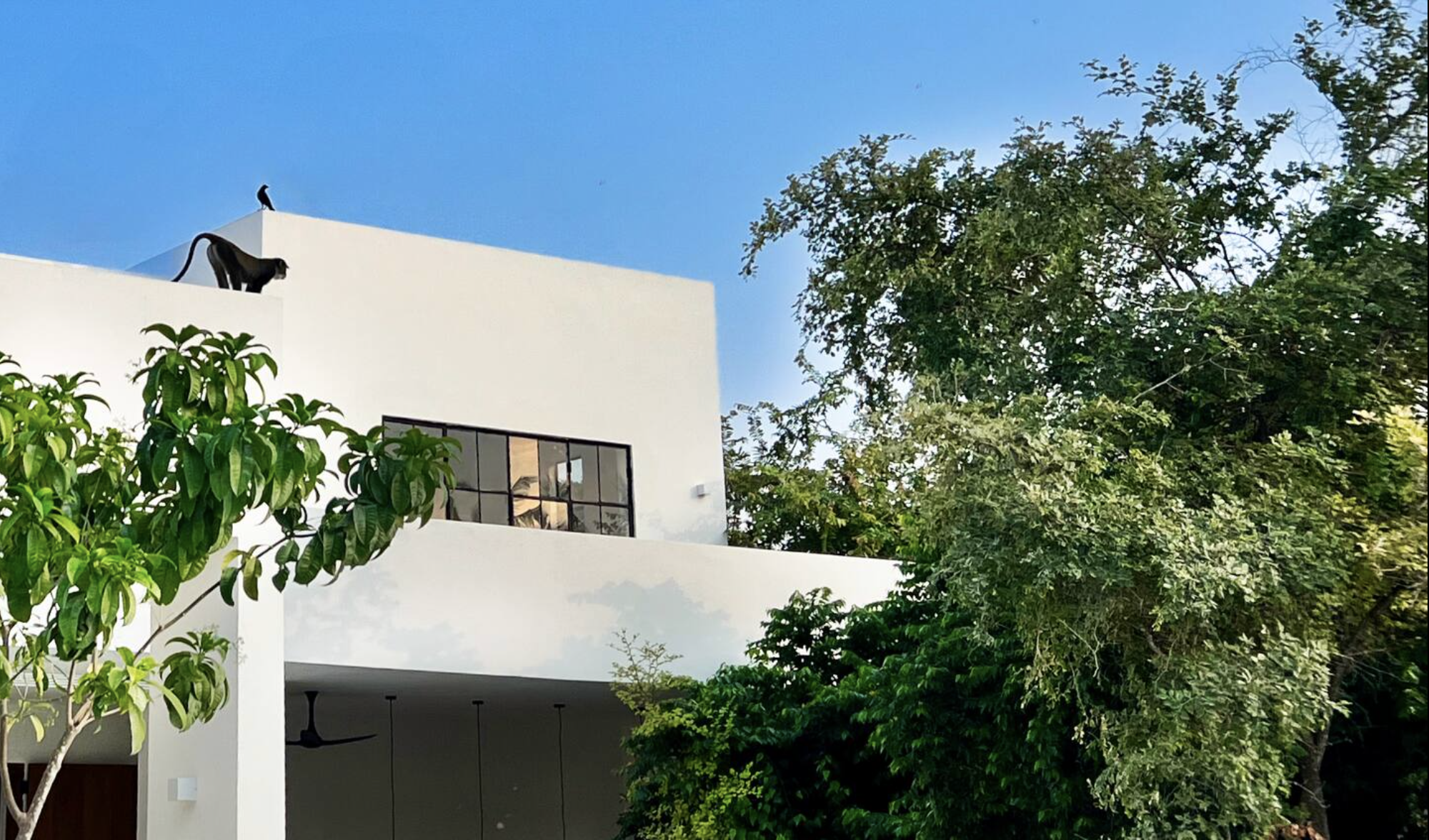 The Ape Escape 2025-08-23 at 14.19.33