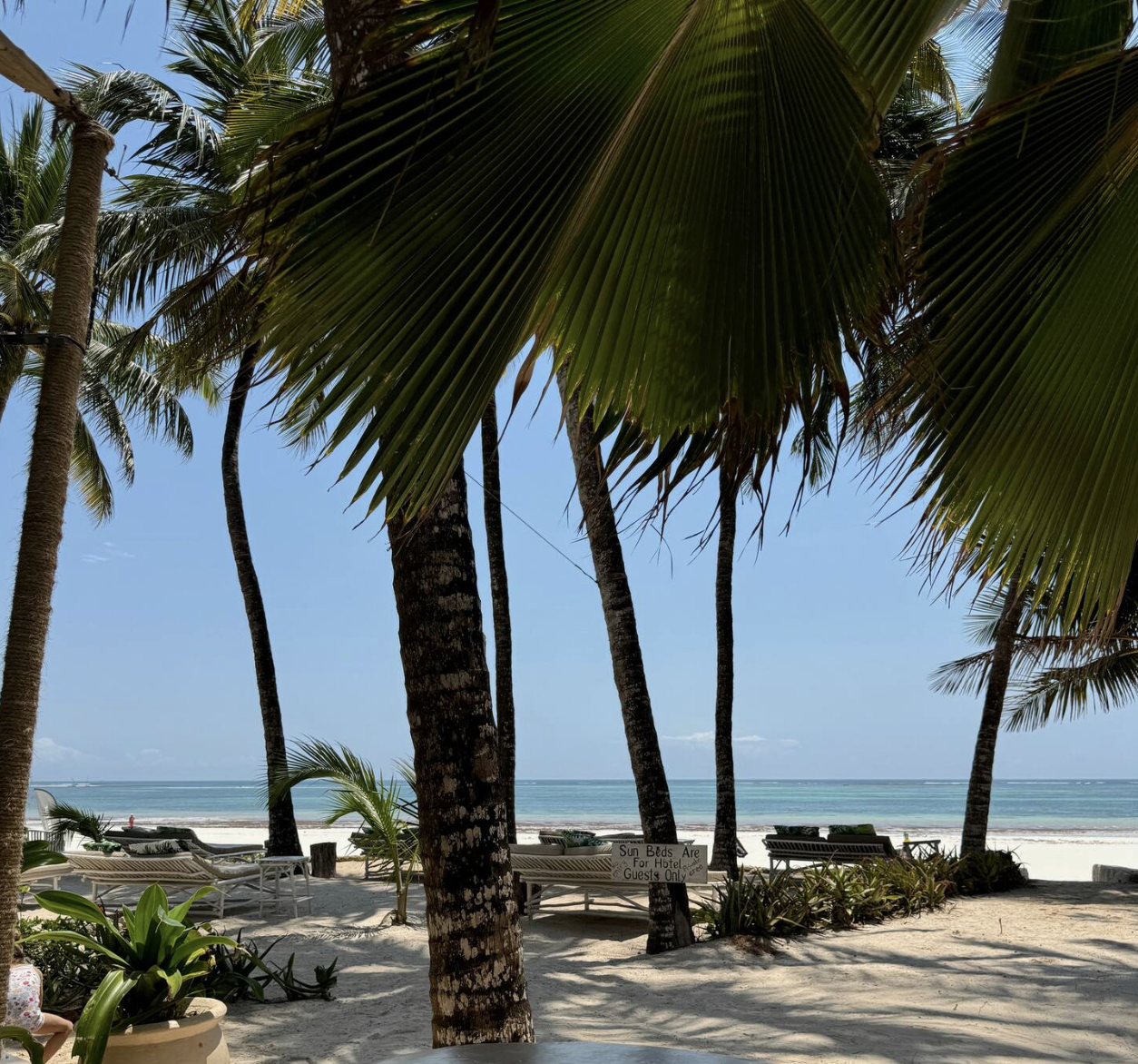 The Ape Escape 2025-08-23 at 14.23.12